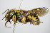  ( - BC ZSM HYM 16232)  @13 [ ] CreativeCommons - Attribution Non-Commercial Share-Alike (2015) Unspecified SNSB, Zoologische Staatssammlung Muenchen