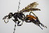  ( - BC ZSM HYM 16241)  @11 [ ] CreativeCommons - Attribution Non-Commercial Share-Alike (2015) Unspecified SNSB, Zoologische Staatssammlung Muenchen