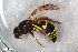  ( - ZFMK-TIS-2597837)  @11 [ ] CreativeCommons  Attribution Share-Alike (by-sa) 818 (2017) Unspecified Zoologisches Forschungsmuseum Alexander Koenig