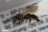  ( - ZFMK-TIS-2597983)  @11 [ ] CreativeCommons  Attribution Share-Alike (by-sa) 818 (2017) Unspecified Zoologisches Forschungsmuseum Alexander Koenig
