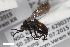  ( - ZFMK-TIS-2598141)  @11 [ ] CreativeCommons  Attribution Share-Alike (by-sa) 818 (2017) Unspecified Zoologisches Forschungsmuseum Alexander Koenig