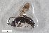  ( - ZFMK-TIS-2603510)  @11 [ ] CreativeCommons  Attribution Share-Alike (by-sa) 818 (2017) Unspecified Zoologisches Forschungsmuseum Alexander Koenig