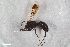 ( - ZFMK-TIS-2603515)  @11 [ ] CreativeCommons  Attribution Share-Alike (by-sa) 818 (2017) Unspecified Zoologisches Forschungsmuseum Alexander Koenig