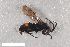  ( - ZFMK-TIS-2603563)  @11 [ ] CreativeCommons  Attribution Share-Alike (by-sa) 818 (2017) Unspecified Zoologisches Forschungsmuseum Alexander Koenig