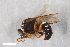  ( - ZFMK-TIS-2603585)  @11 [ ] CreativeCommons  Attribution Share-Alike (by-sa) 818 (2017) Unspecified Zoologisches Forschungsmuseum Alexander Koenig