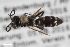  ( - ZFMK-TIS-2603690)  @11 [ ] CreativeCommons  Attribution Share-Alike (by-sa) 818 (2017) Unspecified Zoologisches Forschungsmuseum Alexander Koenig