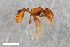  ( - ZFMK-TIS-2617201)  @11 [ ] CreativeCommons  Attribution Share-Alike (by-sa) 818 (2018) Unspecified Zoologisches Forschungsmuseum Alexander Koenig