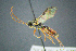  (Astiphromma - BC-ZSM-HYM-23653-B02)  @15 [ ] CreativeCommons - Attribution Non-Commercial Share-Alike (2017) SNSB, Staatliche Naturwissenschaftliche Sammlungen Bayerns ZSM (SNSB, Zoologische Staatssammlung Muenchen)