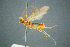  ( - BC-ZSM-HYM-23653-B09)  @11 [ ] CreativeCommons - Attribution Non-Commercial Share-Alike (2017) SNSB, Staatliche Naturwissenschaftliche Sammlungen Bayerns ZSM (SNSB, Zoologische Staatssammlung Muenchen)