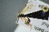  (Mesochorus alpigenius - BC-ZSM-HYM-23653-B10)  @13 [ ] CreativeCommons - Attribution Non-Commercial Share-Alike (2017) SNSB, Staatliche Naturwissenschaftliche Sammlungen Bayerns ZSM (SNSB, Zoologische Staatssammlung Muenchen)