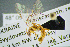  (Mesochorus pectinellus - BC-ZSM-HYM-23653-C03)  @13 [ ] CreativeCommons - Attribution Non-Commercial Share-Alike (2017) SNSB, Staatliche Naturwissenschaftliche Sammlungen Bayerns ZSM (SNSB, Zoologische Staatssammlung Muenchen)