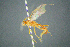 (Mesochorus heterodon - BC-ZSM-HYM-23653-C04)  @11 [ ] CreativeCommons - Attribution Non-Commercial Share-Alike (2017) SNSB, Staatliche Naturwissenschaftliche Sammlungen Bayerns ZSM (SNSB, Zoologische Staatssammlung Muenchen)