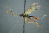  ( - BC-ZSM-HYM-23653-D11)  @14 [ ] CreativeCommons - Attribution Non-Commercial Share-Alike (2017) SNSB, Staatliche Naturwissenschaftliche Sammlungen Bayerns ZSM (SNSB, Zoologische Staatssammlung Muenchen)