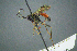  ( - BC-ZSM-HYM-23653-E02)  @13 [ ] CreativeCommons - Attribution Non-Commercial Share-Alike (2017) SNSB, Staatliche Naturwissenschaftliche Sammlungen Bayerns ZSM (SNSB, Zoologische Staatssammlung Muenchen)