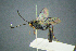  ( - BC-ZSM-HYM-23653-E11)  @11 [ ] CreativeCommons - Attribution Non-Commercial Share-Alike (2017) SNSB, Staatliche Naturwissenschaftliche Sammlungen Bayerns ZSM (SNSB, Zoologische Staatssammlung Muenchen)