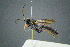  ( - BC-ZSM-HYM-23653-F05)  @11 [ ] CreativeCommons - Attribution Non-Commercial Share-Alike (2017) SNSB, Staatliche Naturwissenschaftliche Sammlungen Bayerns ZSM (SNSB, Zoologische Staatssammlung Muenchen)