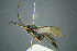  ( - BC-ZSM-HYM-23653-F06)  @11 [ ] CreativeCommons - Attribution Non-Commercial Share-Alike (2017) SNSB, Staatliche Naturwissenschaftliche Sammlungen Bayerns ZSM (SNSB, Zoologische Staatssammlung Muenchen)