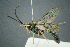  ( - BC-ZSM-HYM-23653-F07)  @11 [ ] CreativeCommons - Attribution Non-Commercial Share-Alike (2017) SNSB, Staatliche Naturwissenschaftliche Sammlungen Bayerns ZSM (SNSB, Zoologische Staatssammlung Muenchen)