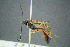  ( - BC-ZSM-HYM-23653-G10)  @11 [ ] CreativeCommons - Attribution Non-Commercial Share-Alike (2017) SNSB, Staatliche Naturwissenschaftliche Sammlungen Bayerns ZSM (SNSB, Zoologische Staatssammlung Muenchen)
