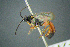  ( - BC-ZSM-HYM-23653-G11)  @11 [ ] CreativeCommons - Attribution Non-Commercial Share-Alike (2017) SNSB, Staatliche Naturwissenschaftliche Sammlungen Bayerns ZSM (SNSB, Zoologische Staatssammlung Muenchen)