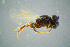  ( - BC-ZSM-HYM-23654-A06)  @13 [ ] CreativeCommons - Attribution Non-Commercial Share-Alike (2017) SNSB, Staatliche Naturwissenschaftliche Sammlungen Bayerns ZSM (SNSB, Zoologische Staatssammlung Muenchen)