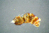  ( - BC-ZSM-HYM-23654-A07)  @12 [ ] CreativeCommons - Attribution Non-Commercial Share-Alike (2017) SNSB, Staatliche Naturwissenschaftliche Sammlungen Bayerns ZSM (SNSB, Zoologische Staatssammlung Muenchen)