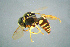  ( - BC-ZSM-HYM-23654-A10)  @13 [ ] CreativeCommons - Attribution Non-Commercial Share-Alike (2017) SNSB, Staatliche Naturwissenschaftliche Sammlungen Bayerns ZSM (SNSB, Zoologische Staatssammlung Muenchen)