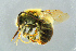  ( - BC-ZSM-HYM-23654-A12)  @14 [ ] CreativeCommons - Attribution Non-Commercial Share-Alike (2017) SNSB, Staatliche Naturwissenschaftliche Sammlungen Bayerns ZSM (SNSB, Zoologische Staatssammlung Muenchen)
