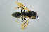  ( - BC-ZSM-HYM-23654-B03)  @13 [ ] CreativeCommons - Attribution Non-Commercial Share-Alike (2017) SNSB, Staatliche Naturwissenschaftliche Sammlungen Bayerns ZSM (SNSB, Zoologische Staatssammlung Muenchen)