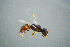  (Ammoplanus hofferi - BC-ZSM-HYM-23654-B06)  @13 [ ] CreativeCommons - Attribution Non-Commercial Share-Alike (2017) SNSB, Staatliche Naturwissenschaftliche Sammlungen Bayerns ZSM (SNSB, Zoologische Staatssammlung Muenchen)