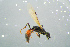  (Pristocera depressa - BC-ZSM-HYM-23654-C01)  @11 [ ] CreativeCommons - Attribution Non-Commercial Share-Alike (2017) SNSB, Staatliche Naturwissenschaftliche Sammlungen Bayerns ZSM (SNSB, Zoologische Staatssammlung Muenchen)