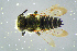  (Coelioxys quadridentata - BC-ZSM-HYM-23654-C02)  @14 [ ] CreativeCommons - Attribution Non-Commercial Share-Alike (2017) SNSB, Staatliche Naturwissenschaftliche Sammlungen Bayerns ZSM (SNSB, Zoologische Staatssammlung Muenchen)