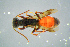  (Didineis lunicornis - BC-ZSM-HYM-23654-C03)  @13 [ ] CreativeCommons - Attribution Non-Commercial Share-Alike (2017) SNSB, Staatliche Naturwissenschaftliche Sammlungen Bayerns ZSM (SNSB, Zoologische Staatssammlung Muenchen)