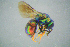  (Hedychridium femoratum - BC-ZSM-HYM-23654-F02)  @14 [ ] CreativeCommons - Attribution Non-Commercial Share-Alike (2017) SNSB, Staatliche Naturwissenschaftliche Sammlungen Bayerns ZSM (SNSB, Zoologische Staatssammlung Muenchen)