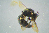 ( - BC-ZSM-HYM-23654-F03)  @13 [ ] CreativeCommons - Attribution Non-Commercial Share-Alike (2017) SNSB, Staatliche Naturwissenschaftliche Sammlungen Bayerns ZSM (SNSB, Zoologische Staatssammlung Muenchen)