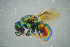  (Hedychridium jucundum - BC-ZSM-HYM-23654-F09)  @14 [ ] CreativeCommons - Attribution Non-Commercial Share-Alike (2017) SNSB, Staatliche Naturwissenschaftliche Sammlungen Bayerns ZSM (SNSB, Zoologische Staatssammlung Muenchen)