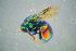  ( - BC-ZSM-HYM-23654-F10)  @13 [ ] CreativeCommons - Attribution Non-Commercial Share-Alike (2017) SNSB, Staatliche Naturwissenschaftliche Sammlungen Bayerns ZSM (SNSB, Zoologische Staatssammlung Muenchen)