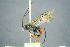  (Euceros albitarsus - BC-ZSM-HYM-23654-H11)  @11 [ ] CreativeCommons - Attribution Non-Commercial Share-Alike (2017) SNSB, Staatliche Naturwissenschaftliche Sammlungen Bayerns ZSM (SNSB, Zoologische Staatssammlung Muenchen)