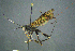  (Arotes albicinctus - BC-ZSM-HYM-27454-A01)  @11 [ ] CreativeCommons - Attribution Non-Commercial Share-Alike (2017) SNSB, Staatliche Naturwissenschaftliche Sammlungen Bayerns ZSM (SNSB, Zoologische Staatssammlung Muenchen)