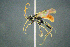  (Bremiella - BC-ZSM-HYM-27454-A05)  @11 [ ] CreativeCommons - Attribution Non-Commercial Share-Alike (2017) SNSB, Staatliche Naturwissenschaftliche Sammlungen Bayerns ZSM (SNSB, Zoologische Staatssammlung Muenchen)