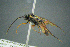  (Sphecophaga - BC-ZSM-HYM-27454-B05)  @14 [ ] CreativeCommons - Attribution Non-Commercial Share-Alike (2017) SNSB, Staatliche Naturwissenschaftliche Sammlungen Bayerns ZSM (SNSB, Zoologische Staatssammlung Muenchen)