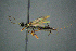  ( - BC-ZSM-HYM-27454-B06)  @13 [ ] CreativeCommons - Attribution Non-Commercial Share-Alike (2017) SNSB, Staatliche Naturwissenschaftliche Sammlungen Bayerns ZSM (SNSB, Zoologische Staatssammlung Muenchen)