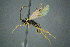  (Rhaestus ophthalmicus - BC-ZSM-HYM-27454-B12)  @13 [ ] CreativeCommons - Attribution Non-Commercial Share-Alike (2017) SNSB, Staatliche Naturwissenschaftliche Sammlungen Bayerns ZSM (SNSB, Zoologische Staatssammlung Muenchen)