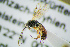  (Stilbops asper - BC-ZSM-HYM-27454-D04)  @11 [ ] CreativeCommons - Attribution Non-Commercial Share-Alike (2017) SNSB, Staatliche Naturwissenschaftliche Sammlungen Bayerns ZSM (SNSB, Zoologische Staatssammlung Muenchen)