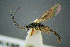  (Odontocolon - BC-ZSM-HYM-27454-D05)  @14 [ ] CreativeCommons - Attribution Non-Commercial Share-Alike (2017) SNSB, Staatliche Naturwissenschaftliche Sammlungen Bayerns ZSM (SNSB, Zoologische Staatssammlung Muenchen)