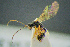  ( - BC-ZSM-HYM-27454-D10)  @14 [ ] CreativeCommons - Attribution Non-Commercial Share-Alike (2017) SNSB, Staatliche Naturwissenschaftliche Sammlungen Bayerns ZSM (SNSB, Zoologische Staatssammlung Muenchen)