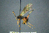  (Lamachus coalitorius - BC-ZSM-HYM-27454-F12)  @14 [ ] CreativeCommons - Attribution Non-Commercial Share-Alike (2017) SNSB, Staatliche Naturwissenschaftliche Sammlungen Bayerns ZSM (SNSB, Zoologische Staatssammlung Muenchen)
