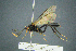  (Himerta sepulchralis - BC-ZSM-HYM-27454-G02)  @11 [ ] CreativeCommons - Attribution Non-Commercial Share-Alike (2017) SNSB, Staatliche Naturwissenschaftliche Sammlungen Bayerns ZSM (SNSB, Zoologische Staatssammlung Muenchen)