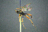  (Campodorus ignavus - BC-ZSM-HYM-27454-G10)  @14 [ ] CreativeCommons - Attribution Non-Commercial Share-Alike (2017) SNSB, Staatliche Naturwissenschaftliche Sammlungen Bayerns ZSM (SNSB, Zoologische Staatssammlung Muenchen)
