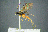  ( - BC-ZSM-HYM-27454-H04)  @13 [ ] CreativeCommons - Attribution Non-Commercial Share-Alike (2017) SNSB, Staatliche Naturwissenschaftliche Sammlungen Bayerns ZSM (SNSB, Zoologische Staatssammlung Muenchen)